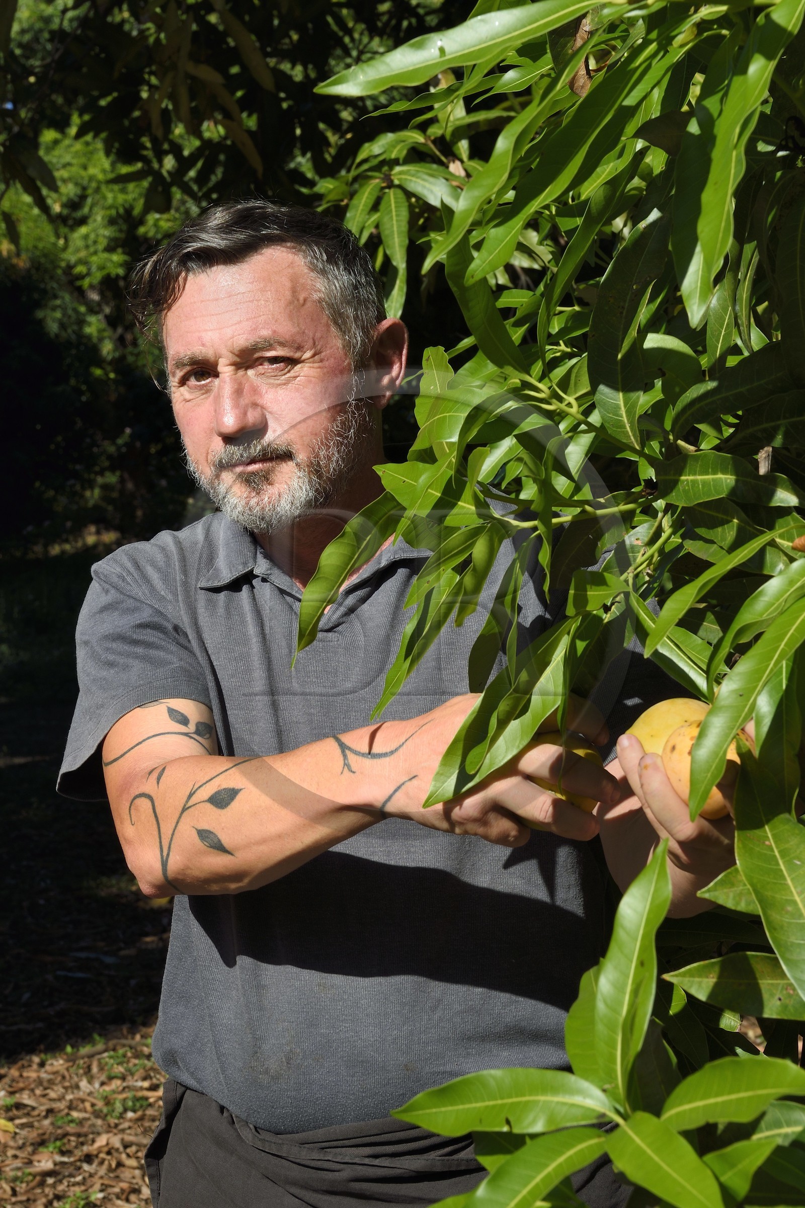 France, Ile de la Reunion, Saint-Paul, verger de mangue Laperrière au Tour-des-Roches, Ludovic Maufras createur de La Part des Anges Distillation recolte des mangues destinées à la confection de son eau de vie naturelle
