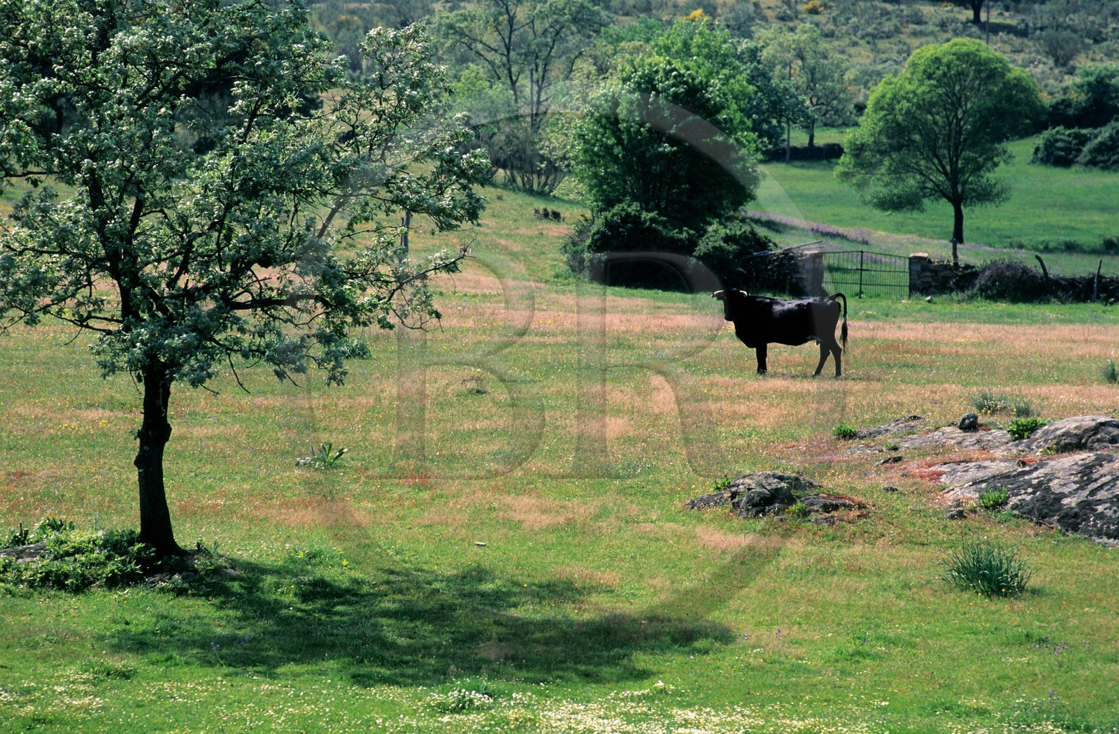 Spain, Estremadura, bull in a field