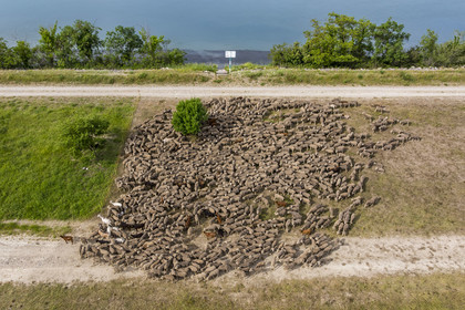 France, Vaucluse (84), Châteauneuf-du-Pape, le troupeau de brebis Merinos d'Arles (et quelques chèvres) mené par la bergère Natacha Fasujevic en éco-pâturage sur les bords du Rhone (vue aérienne)