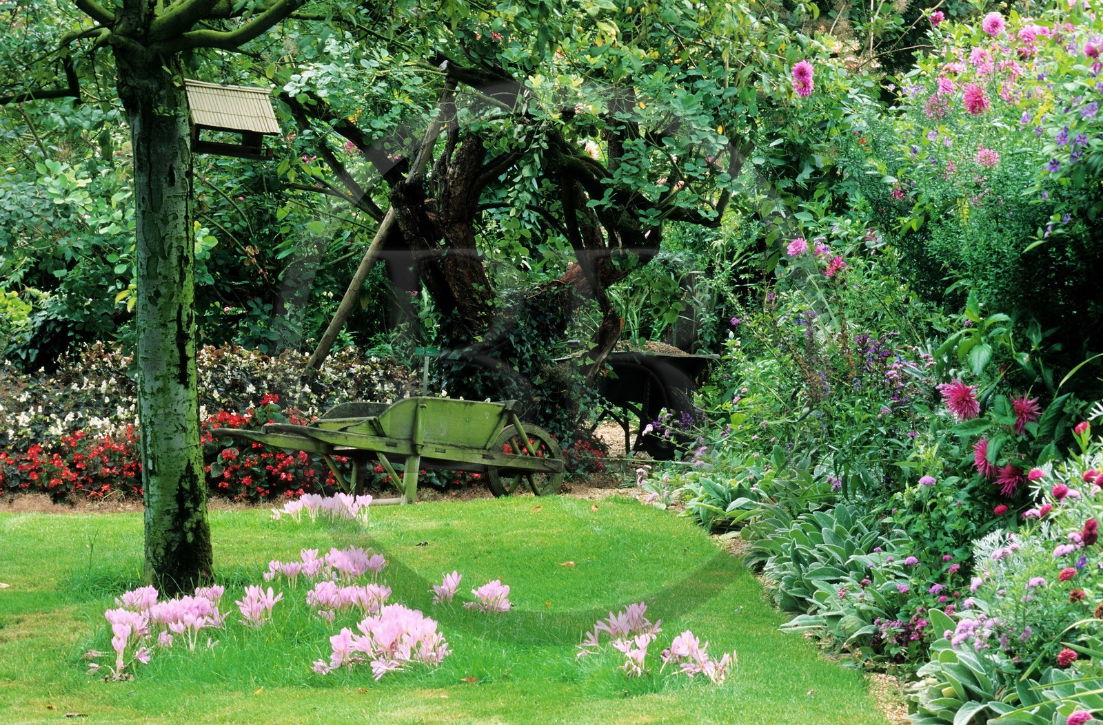 France, Eure (27), Giverny, jardin de Claude Monet, fin septembre