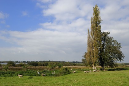 France, Eure (27), Marais-Vernier, autour de la Grande Mare