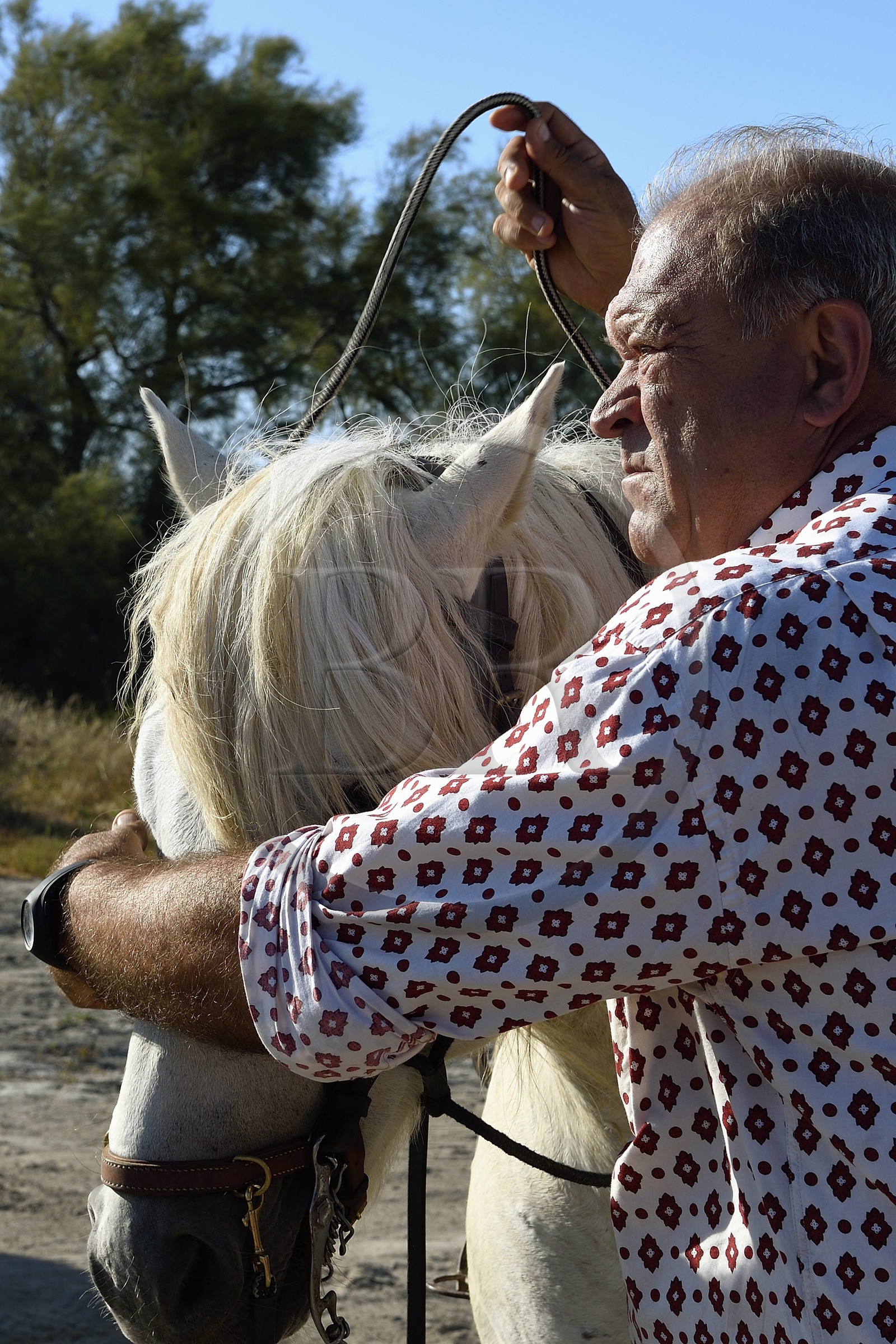 France, Bouches-du-Rhône (13), Parc naturel régional de Camargue, vers l'étang de Malagroy, le manadier Jacques Mailhan, éleveur de chevaux et taureaux de Camargue