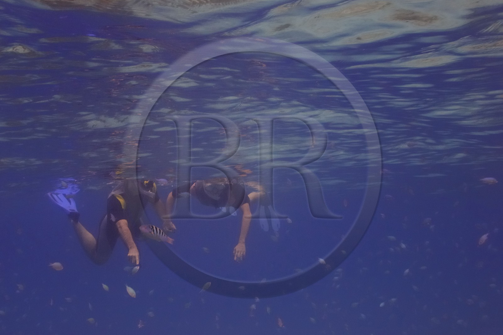 Tanzanie, archipel de Zanzibar, île de Unguja (Zanzibar), côte ouest, réserve naturelle de Chumbe Island Coral Park