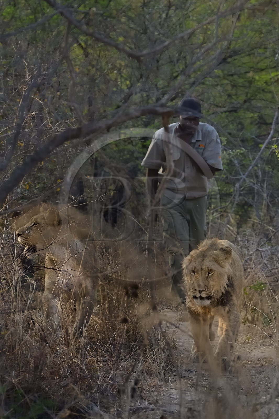 Zimbabwe, province des Midlands, Gweru, Antelope Park qui abrite ALERT (African Lion and Environmental Research Trust), marche à pied de guides - dresseurs en compagnie de lions (panthera leo) dans la brousse