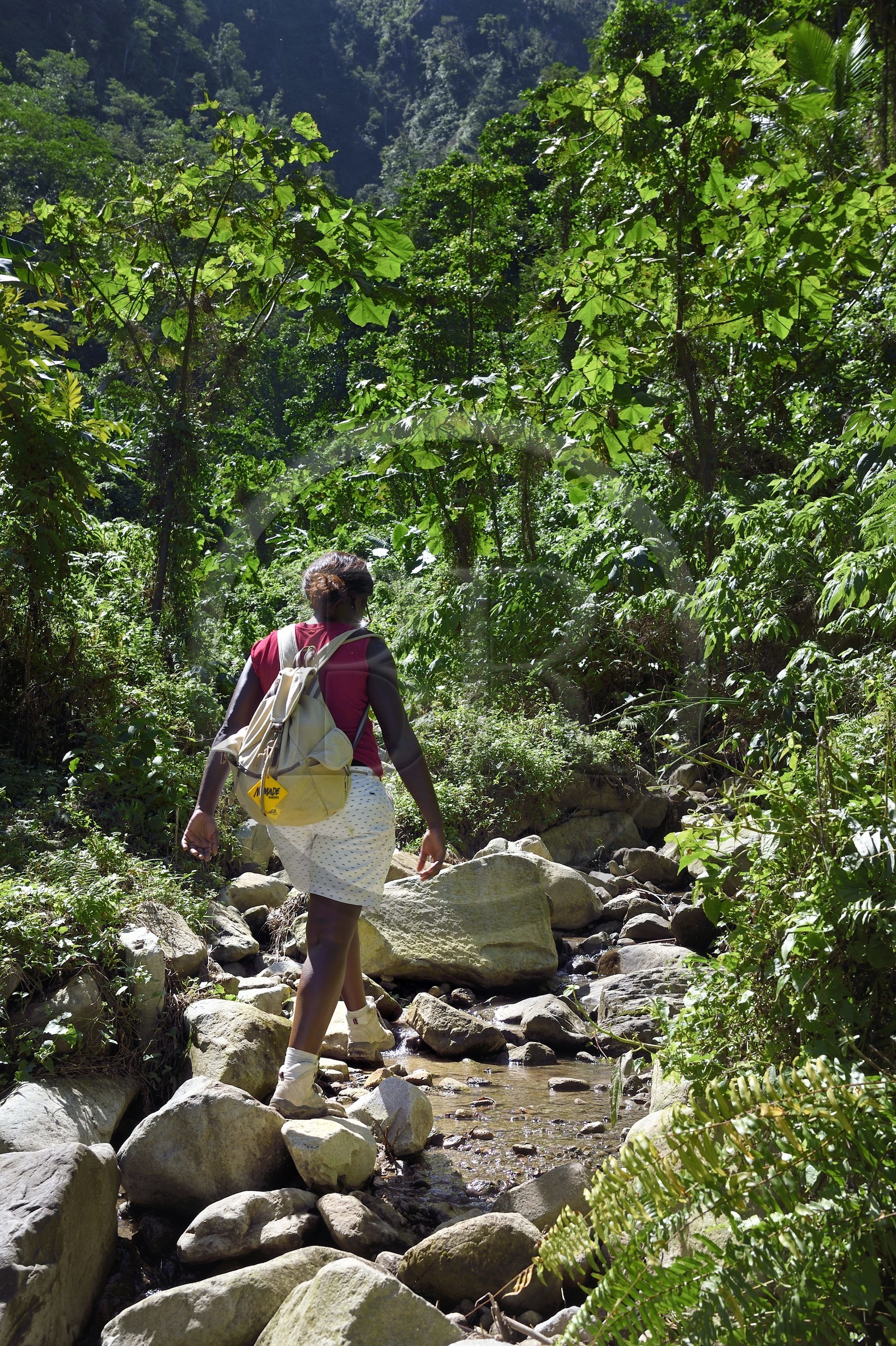 Caraïbes, Ile de la Dominique, randonneuse sur le segment 13 du Waitukubuli National Trail dans le nord de l'île entre Pennville et Capuchin