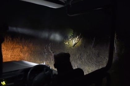 Zimbabwe, province de Matabeleland septentrional, parc national Hwange, safari de nuit, un groupe d'impalas