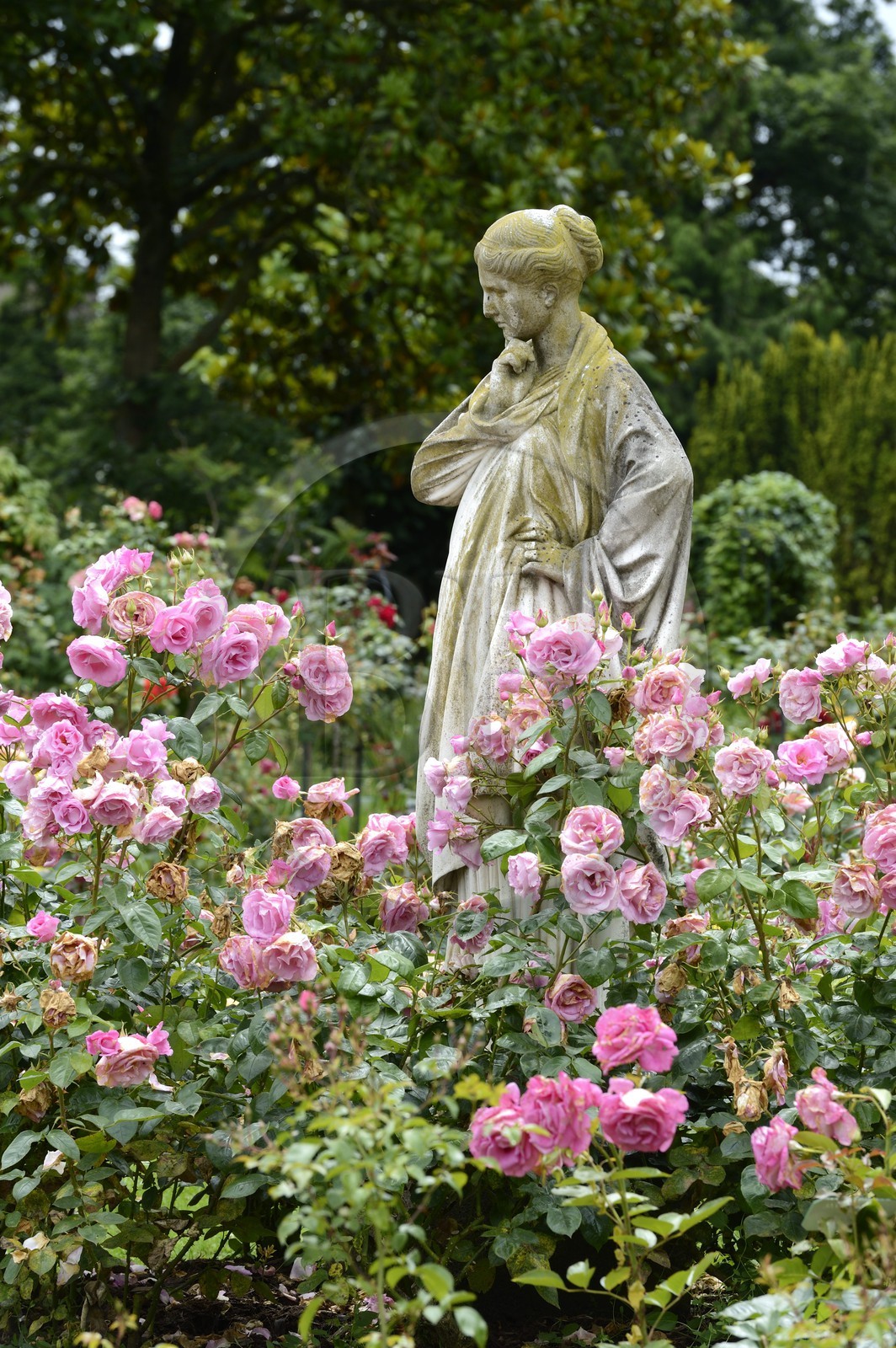 France, Ille-et-Vilaine (35), Rennes, Parc du Thabor, Le jardin botanique et la roseraie, statue La Pensée entourée de roses de Rennes