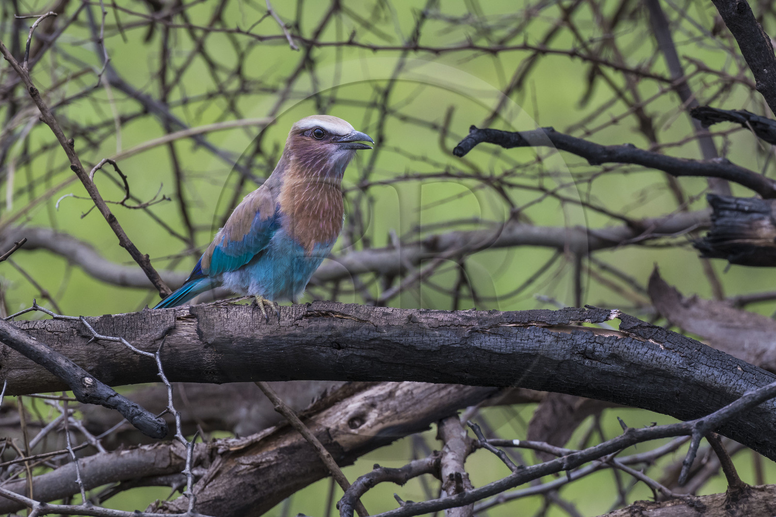 Rwanda, Parc national de l'Akagera, rollier à longs brins (Coracias caudatus)