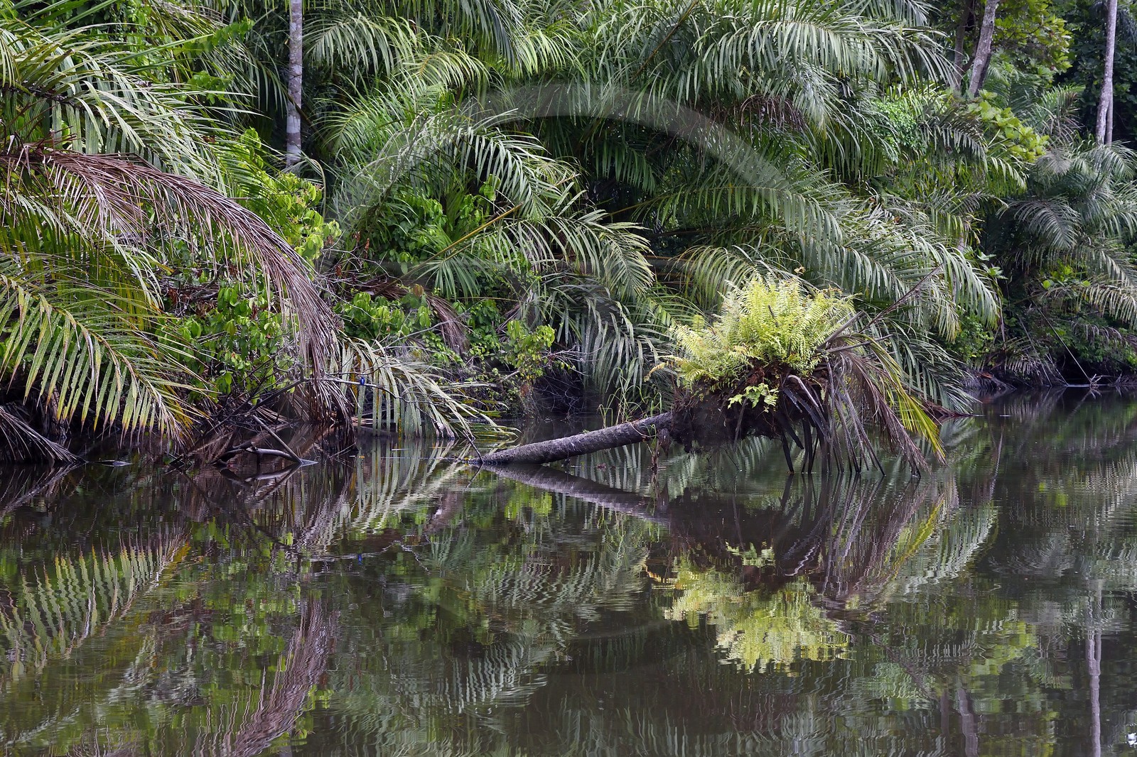 Gabon, Ogooue-Maritime Province, Loango National Park, Akaka site in the Fernan Vaz (Nkomi) Lagoon, riverbanks