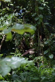 Panama, province de Chiriqui, Parc national marin du Golfe de Chiriqui, Isla Palenque, Heliconia (ou Balisier) dans la forêt tropicale