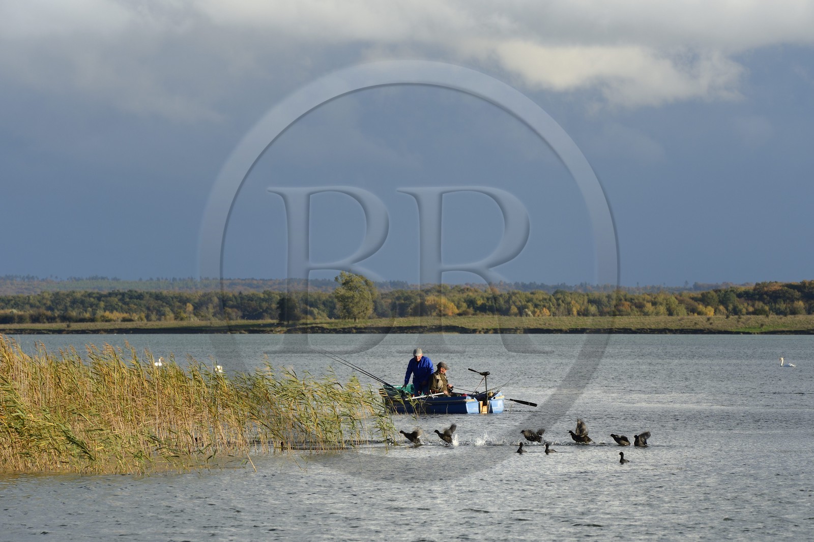 France, Meuse (55), Parc régional de Lorraine, Cotes de Meuse, Heudicourt-sous-les-Côtes, pêcheurs sur le lac de la Madine, envol de Foulques macroules (Fulica atra)