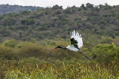 Rwanda, Parc national de l'Akagera, Jabiru d'Afrique ou Jabiru du Sénégal (Ephippiorhynchus senegalensis) femelle