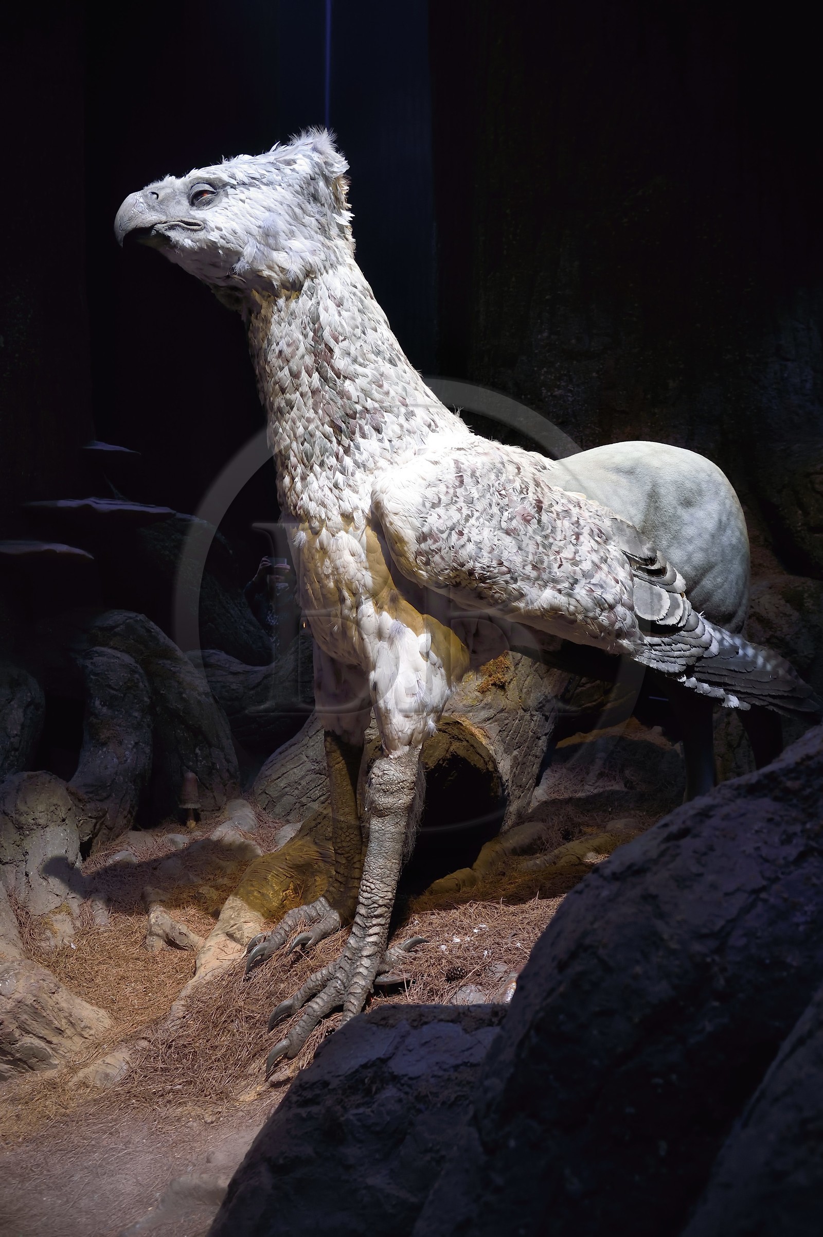 United Kingdom, Hertfordshire, Leavesden, Leavesden Film Studios, Harry Potter Studio Tour London, the scene of the eight Harry Potter movies' making of, the mythical Forbidden Forest, Buckbeak the hippogriff