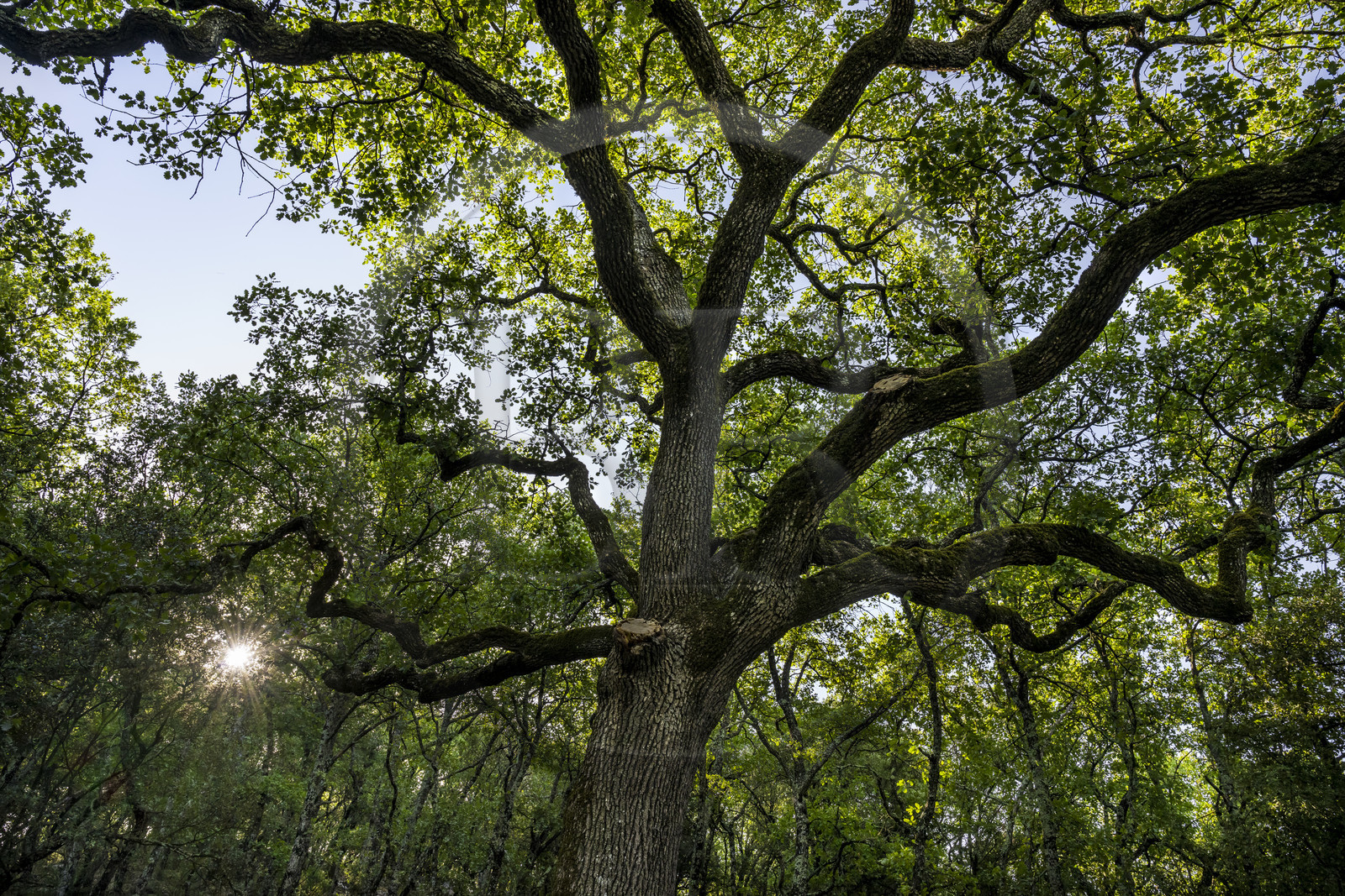 France, Var (83), Provence Verte, Bras, Académie du Bain de Forêt Provençale, forêt du domaine Le Peyrourier - une campagne en Provence