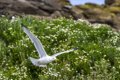 France, Finistère, Abers Country (Pays des Abers), Ile Vierge (Virgin Island) in the Lilia archipelago, sea gull