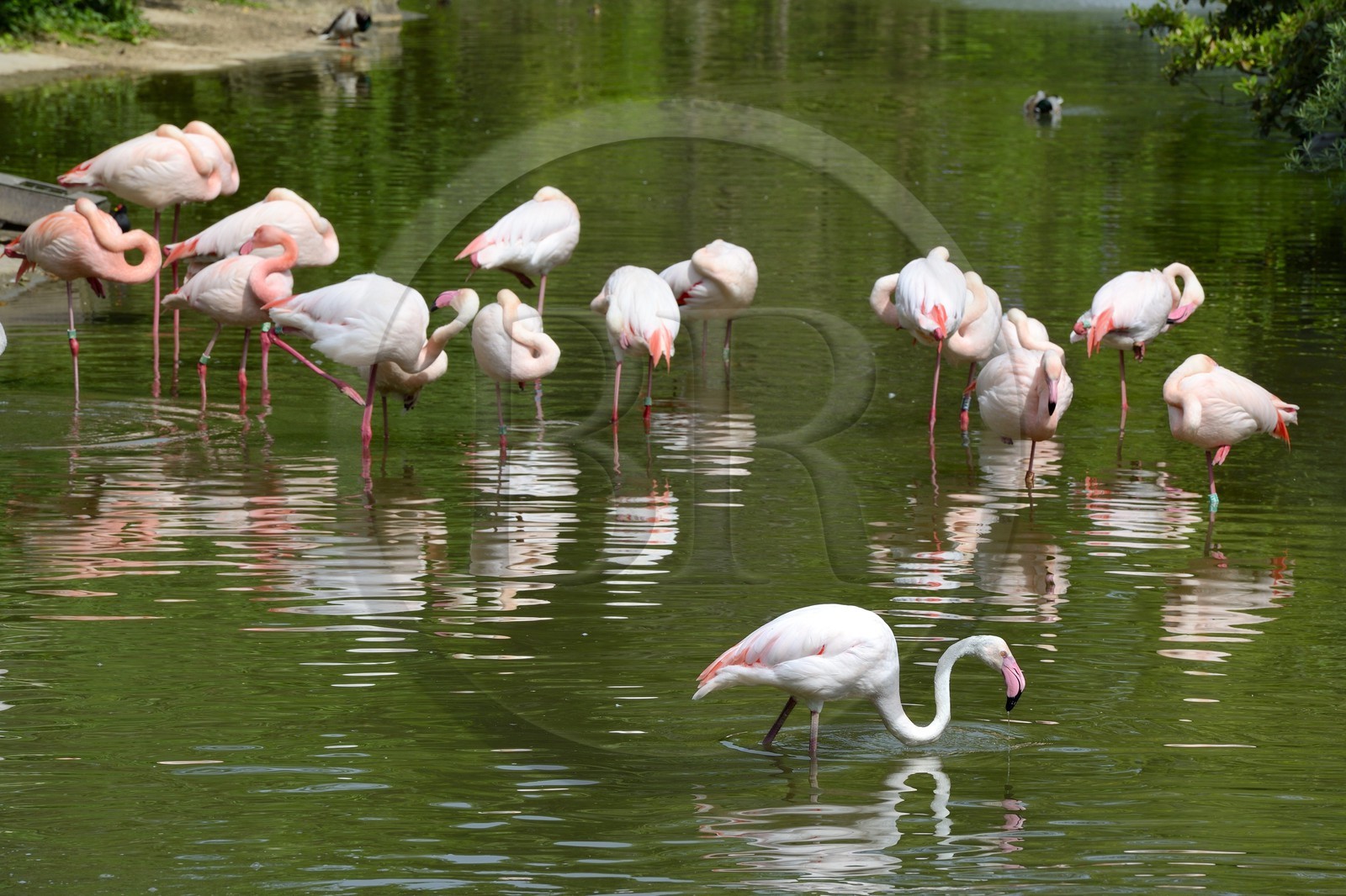 France, Rhône (69), Lyon,  le parc de la Tête d' Or, le zoo, les flamands roses