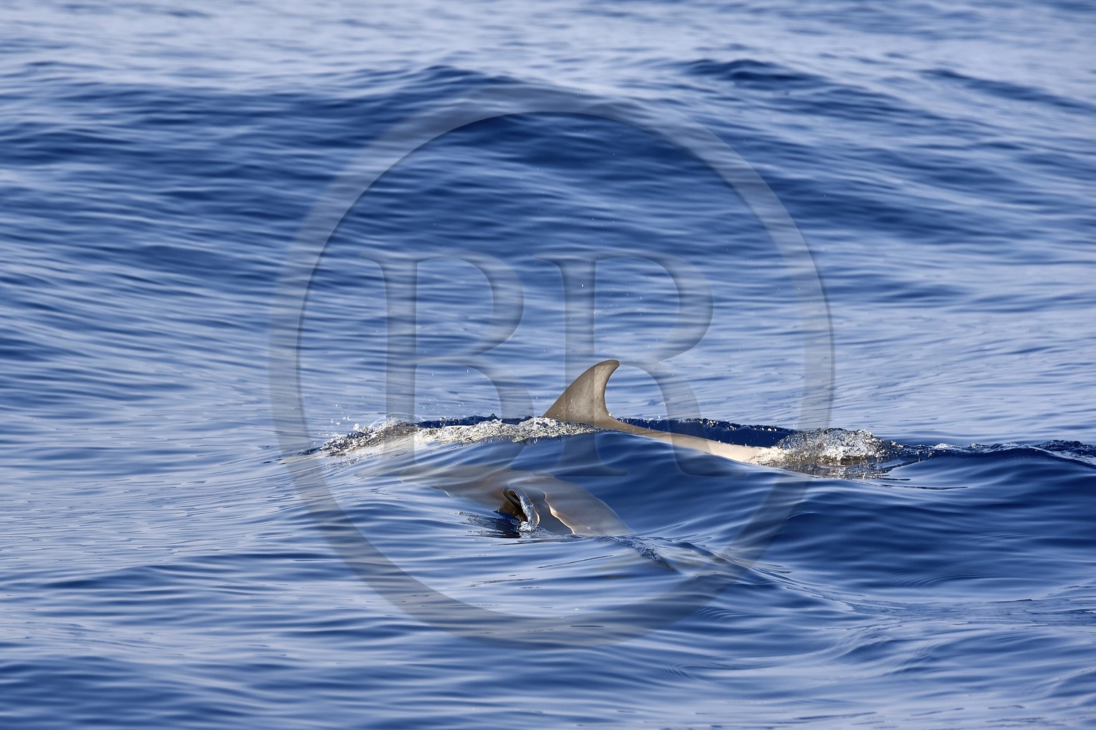 France, Alpes-Maritimes (06), Saint-Jean-Cap-Ferrat, sanctuaire Pelagos pour la protection des mammifères marins, dauphins bleu et blanc (Stenella coeruleoalba)