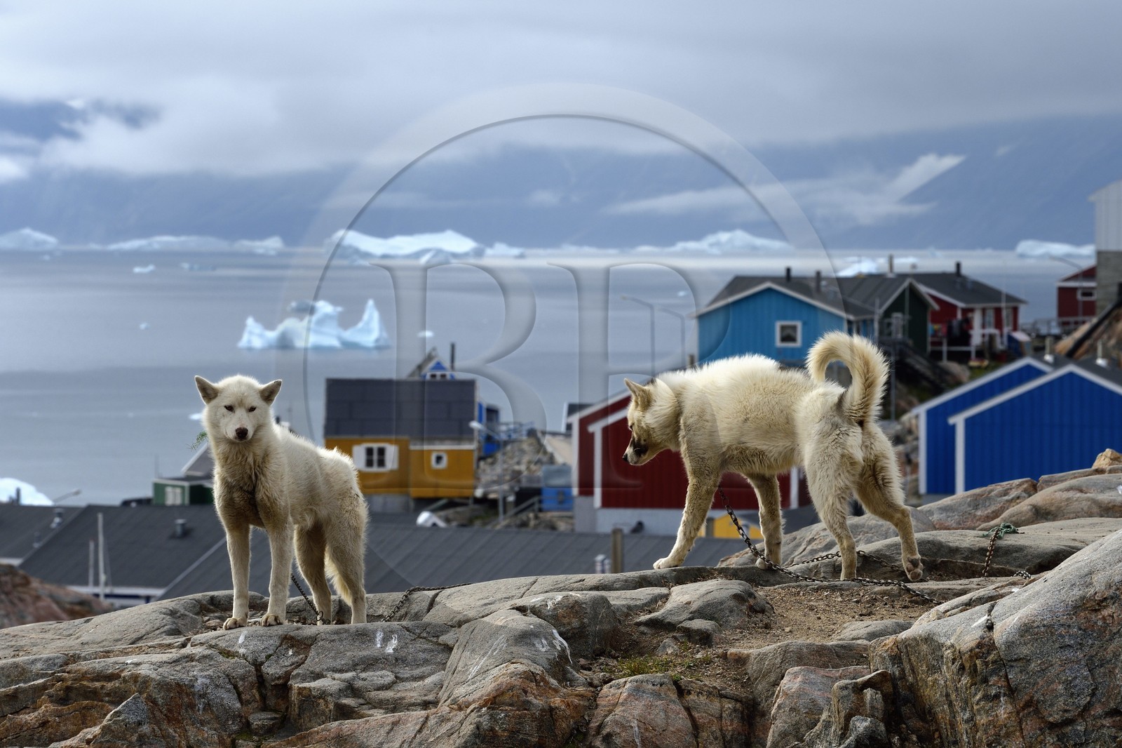 Groenland, cote ouest, Uummannaq, chiens de traineau