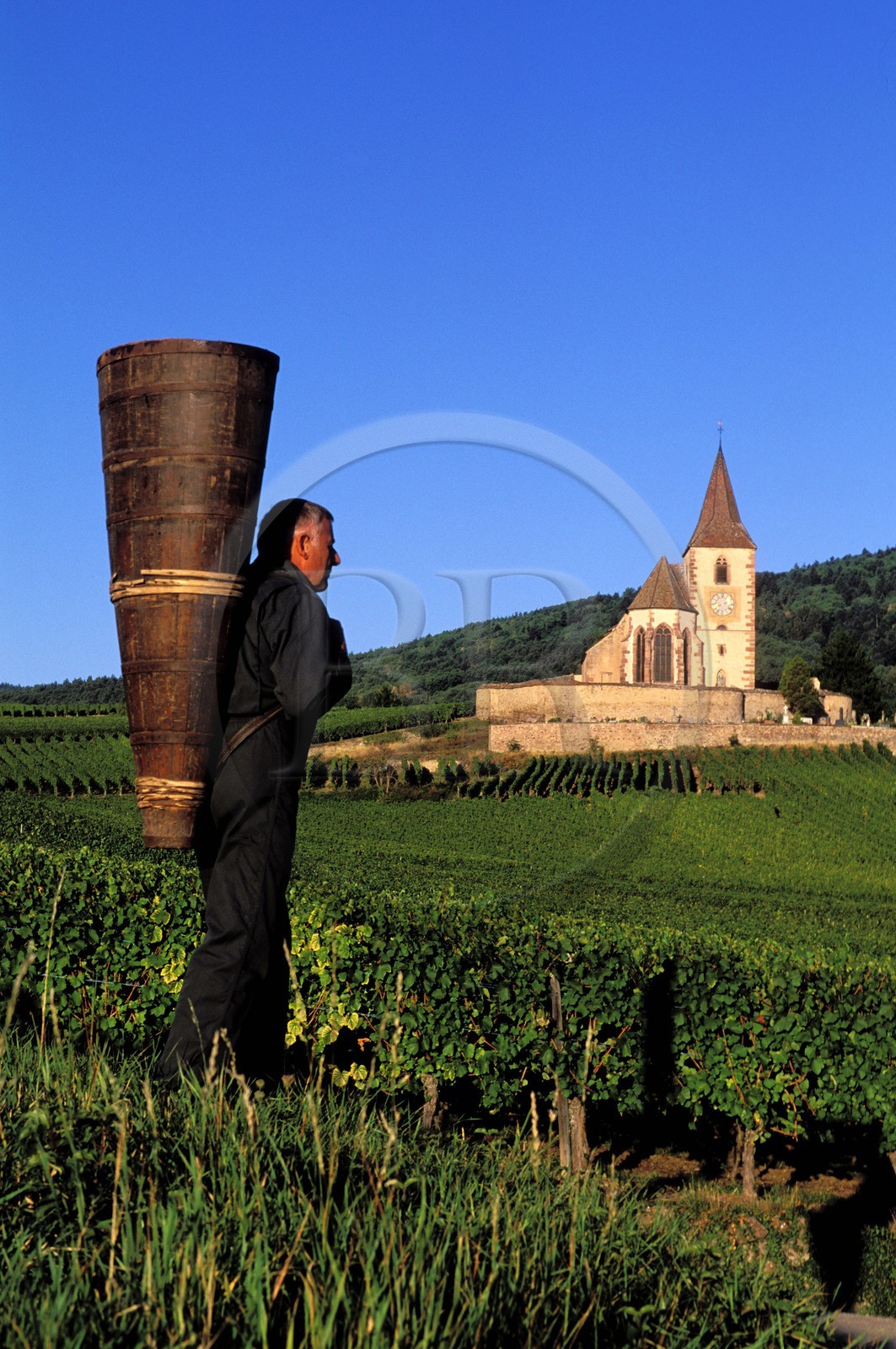 France, Haut-Rhin (68), Route des vins d' Alsace, Hunawihr, labellisé Les Plus Beaux Villages de France, le vendangeur Christophe Kurtz avec une hotte en bois