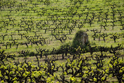 France, Vaucluse (84), Dentelles de Montmirail, Crestet, pieds de vignes