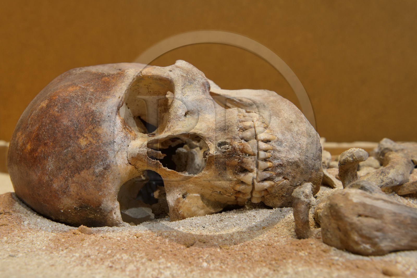 France, Corse-du-Sud (2A), Alta Rocca, village de Levie, Musée de l’Alta Rocca, la Dame de Bonifacio, plus ancien vestige mésolithique de Corse (6570 av.JC)