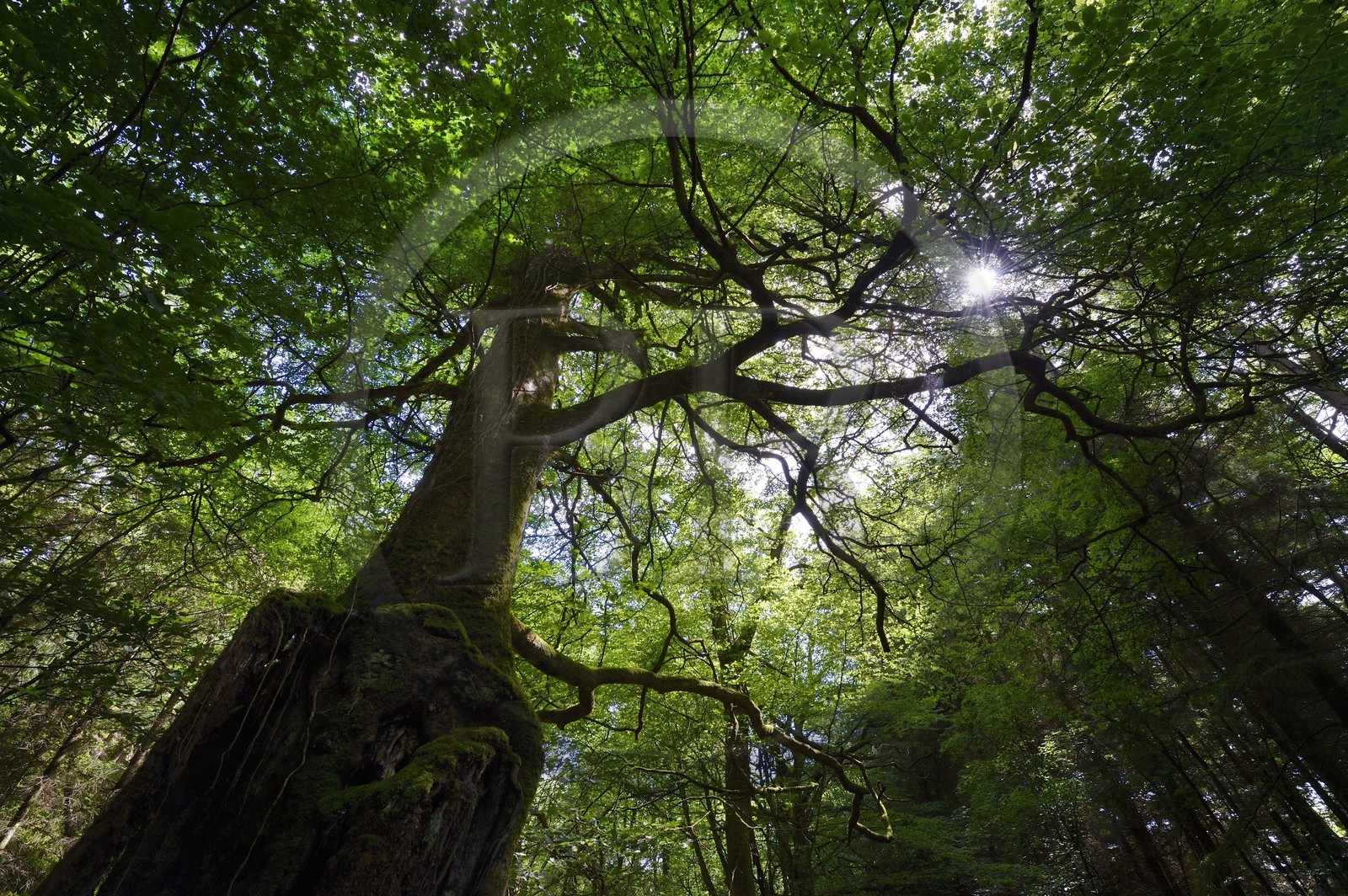 France, Morbihan (56), forêt de Brocéliande, Tréhorenteuc, hêtre multicentenaire dans le Val sans retour