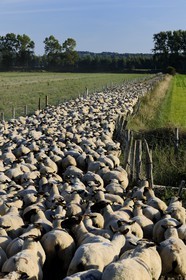 France, Ille-et-Vilaine (35), troupeau de moutons de prés salés du Mont-Saint-Michel