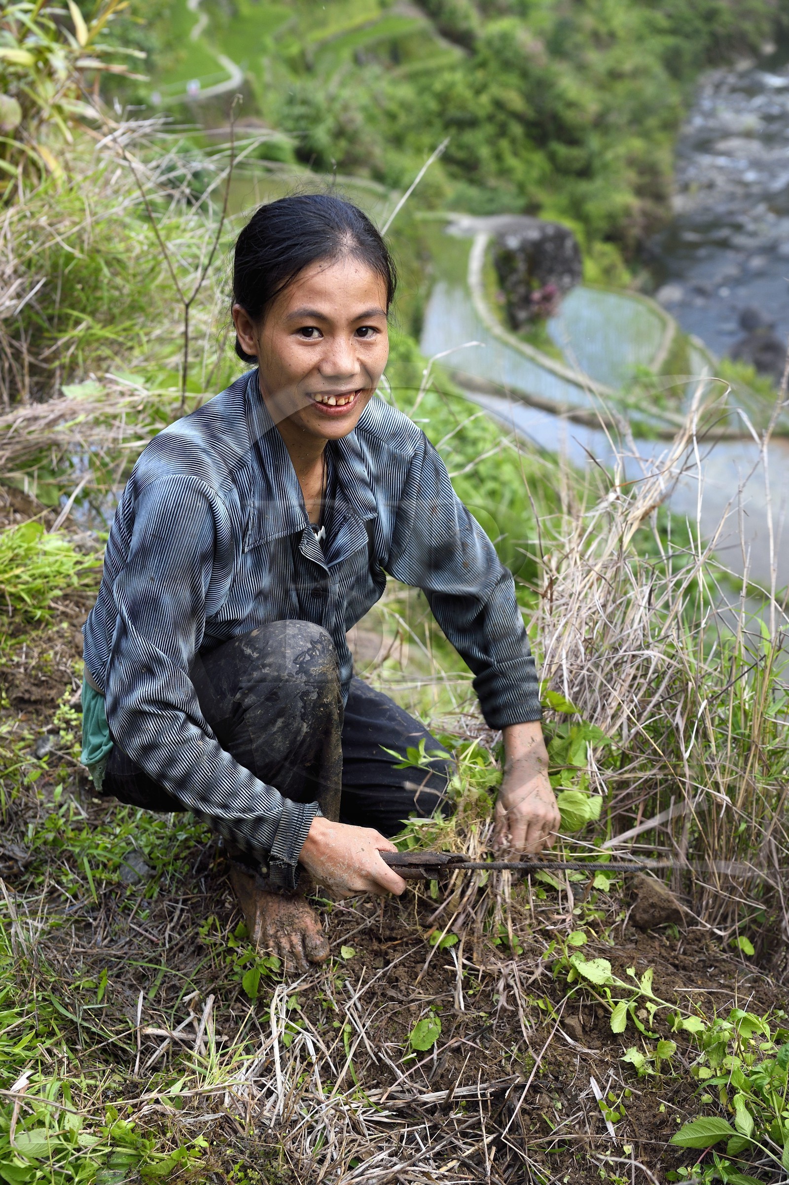 Philippines, Ifugao province, Banaue rice terraces around the village of Cambulo, listed as World Heritage by UNESCO, Daria Faith Winging 32, married with two children, does the clearing of a plot to replant