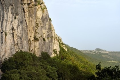 France, Var (83), Plan-d'Aups-Sainte-Baume, parc naturel régional de la Sainte-Baume, Massif de la Sainte-Baume, la falaise de 300m à l'aplomb du Saint-Pilon surplombe la forêt d'origine