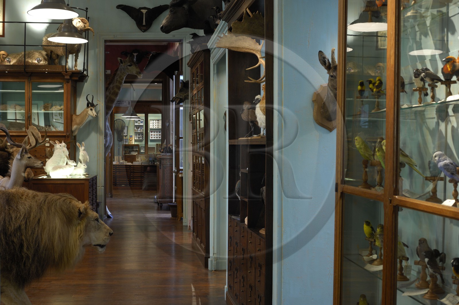 France, Paris, the taxidermist Deyrolle in the rue du bac