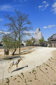 France, Paris (75), Le Parc zoologique de Paris (Zoo de Vincennes), Oryx algazelle (Oryx dammah) dans la biozone Sahel-Soudan, en arrière plan le Grand Rocher qui est l’emblème du zoo depuis 1934