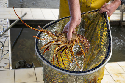 France, Finistère (29), Pays des Abers,  Lannilis, viviers et parc à huitres Prat-Ar-Coum, entreprise ostréicole de la famille d’Yvon Madec sur l'Aber Benoit, langouste rouge royale (Palinurus elephas)
