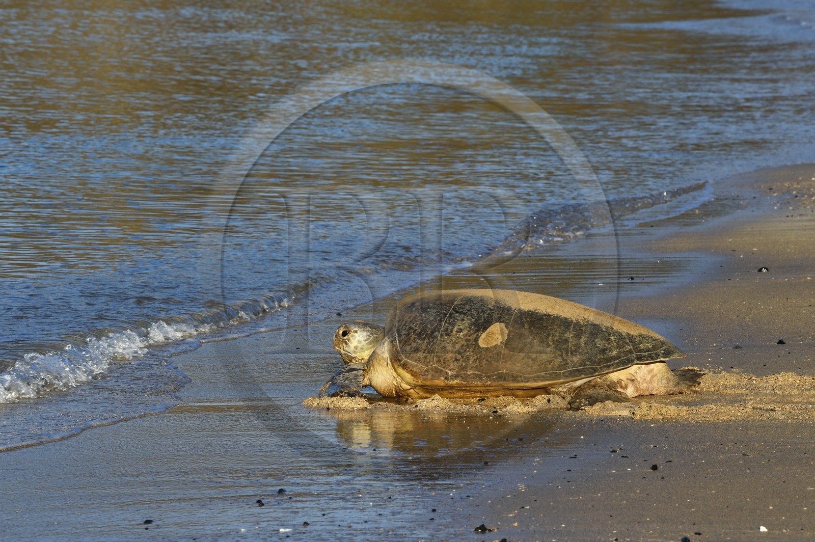 France, Mayotte island (French overseas department), Grande-Terre, Kani-Keli, N’Gouja beach, green sea turtle (Chelonia mydas) joining the sea after laying