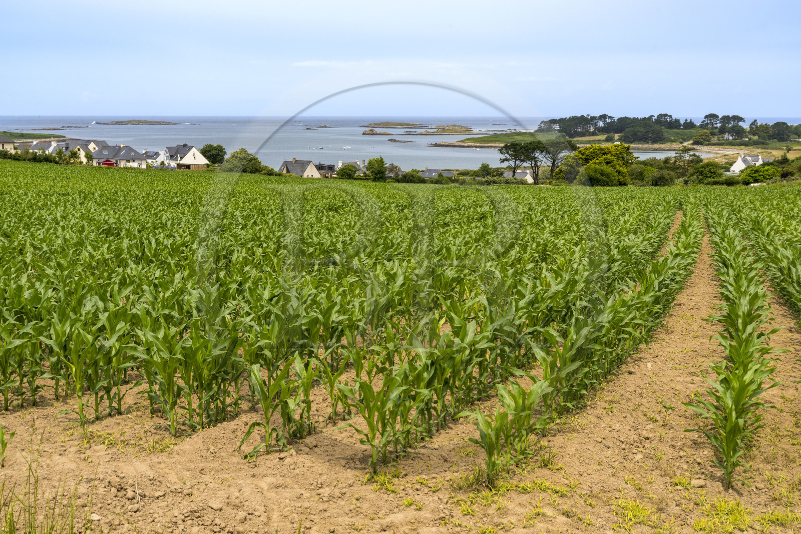 France, Finistère (29), Pays des Abers, Aber Benoit, Landeda, culture du maïs sur la Pointe du Vill