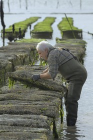 France, Charente-Maritime (17), le bassin Marrennes-Oléron au large de l'Ile d'Oléron, l'ostréiculteur André Massé dans un de ses parcs à huîtres