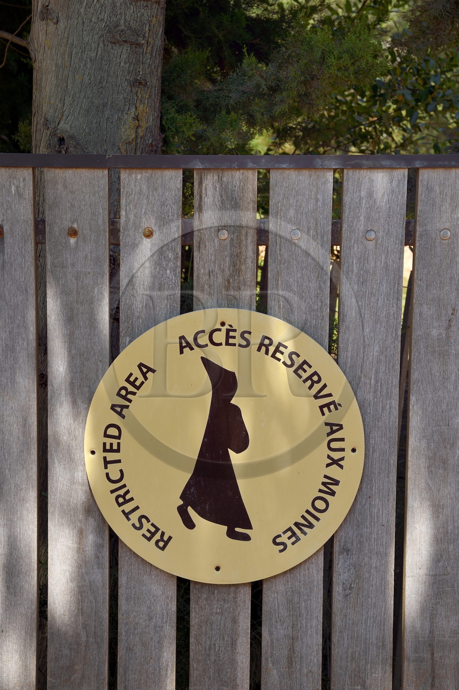 France, Alpes-Maritimes (06), Cannes, Iles de Lérins, Ile de Saint-Honorat, oliveraie et vignoble dont l'entrée est réservée aux moines