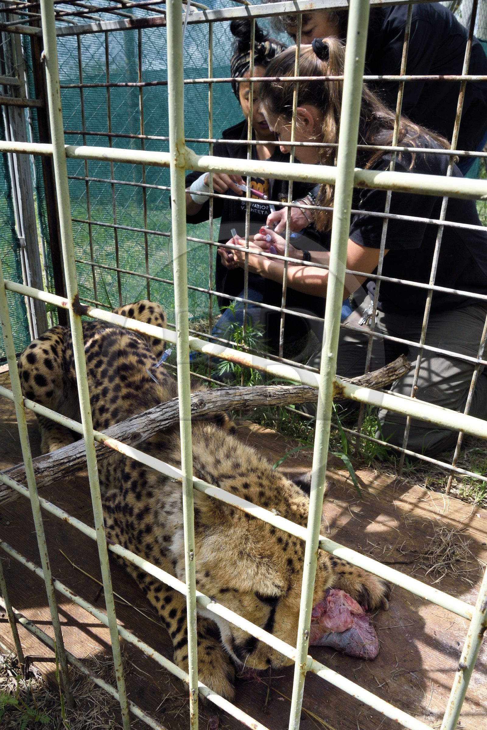 Namibie, Otjiwarongo, Cheetah Conservation Fund, centre de recherche et d'éducation, administration de fluides sous-cutanés 3 fois par semaine à un guépard (Acinonyx jubatus) souffrant d'insuffisance rénale chronique