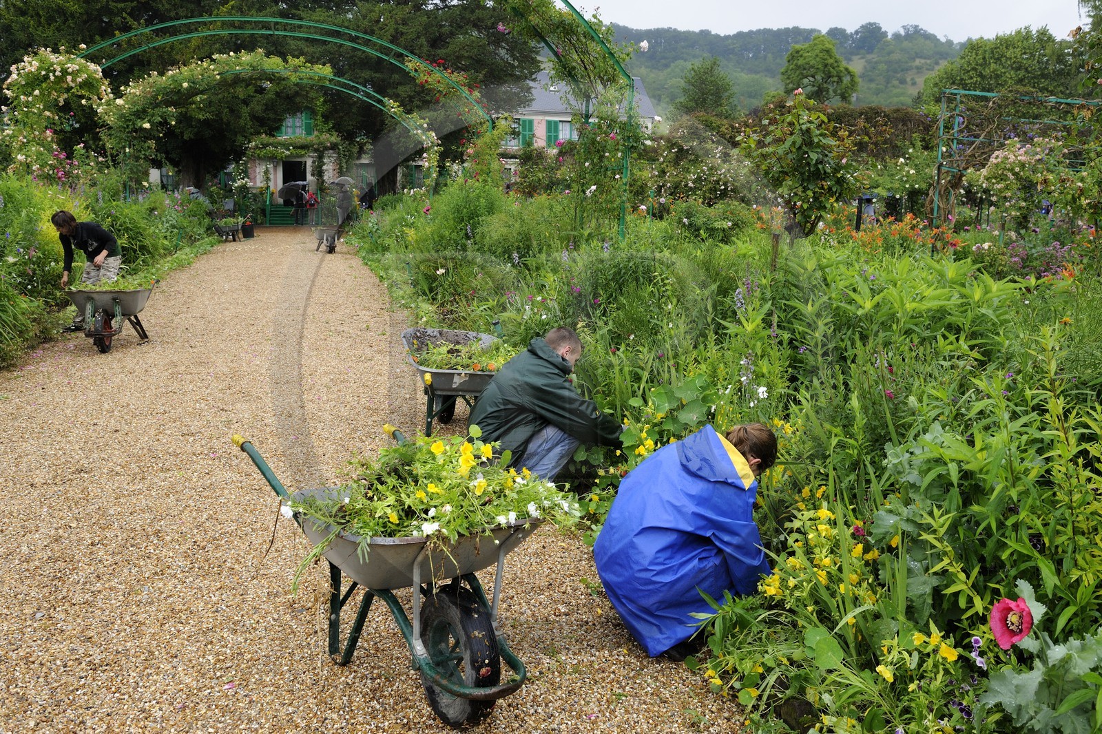 France, Eure (27), Giverny, le jardin de Claude Monet, la grand allée qui mène à la maison
