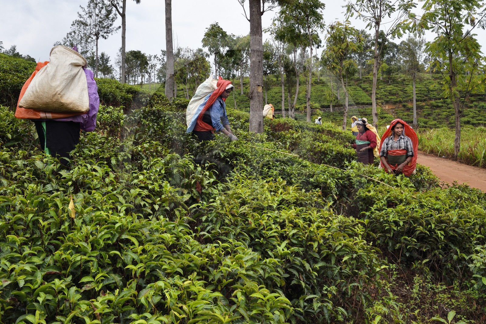 Sri Lanka, Province d'Uva, Bandarawela, femme tamoul travaillant à la cueillette des feuilles dans une plantation de thé