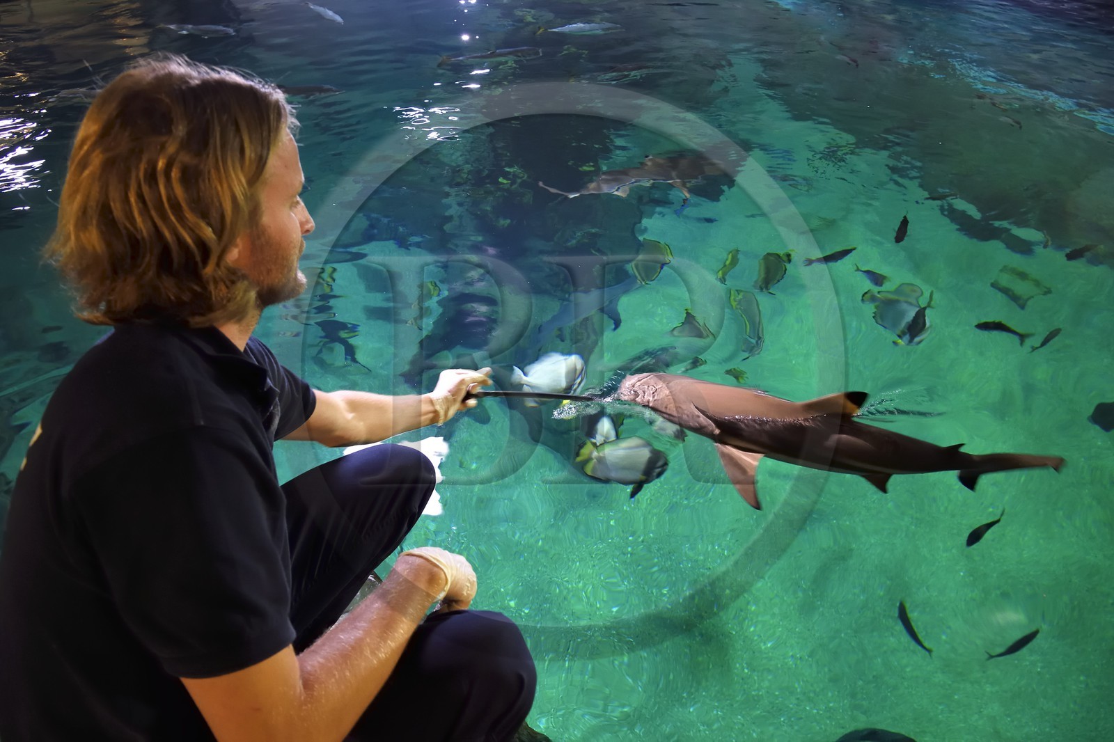 France, Pyrénées-Atlantiques (64), Pays-Basque, Biarritz, l'Aquarium - le Musée de la Mer, Jean Baptiste Nurenberg nourrissant les requins
