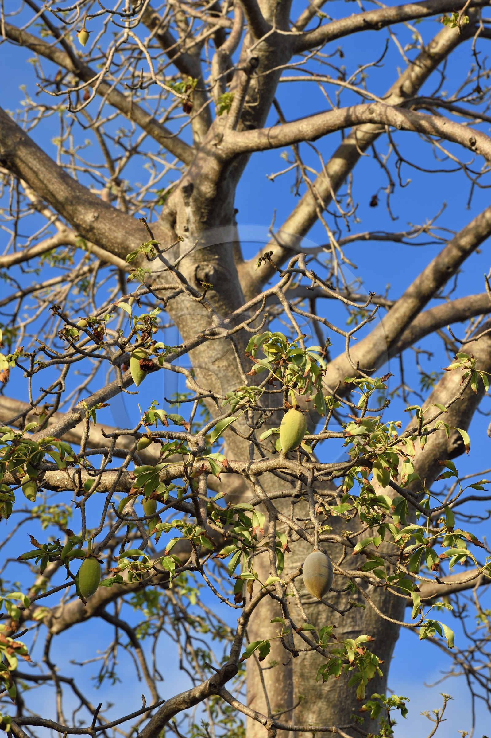 France, Ile de Mayotte, Grande-Terre, Nyambadao, baobab sur la Plage de Sakouli