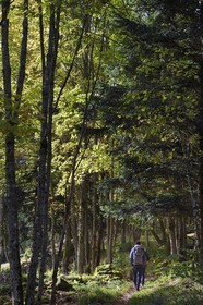 France, Vosges (88), Le Valtin, randonnée dans la vallée du Valtin dans la haute-vallée de la Meurthe, traversée de la foret de hetres et de sapin blancs sur le circuit des Roches
