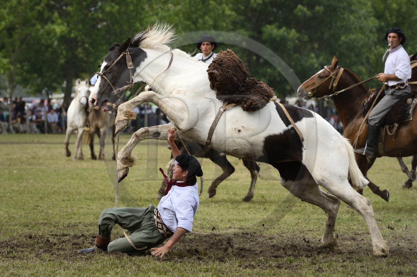 Argentine, province de Buenos Aires, San Antonio de Areco, fête du Jour de la Tradition (Dia de la Tradicion), les gauchos prouvent leur habilité à cheval lors d'un rodéo appelé Jineteada gaucha
