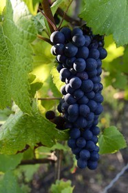 Luxembourg, district de Grevenmacher, région de la Moselle, le vignoble mosellan autour du village de Wintrange (Wintringen)