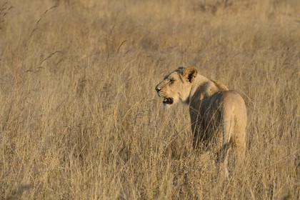 Zimbabwe, province des Midlands, Gweru, Antelope Park qui abrite ALERT (African Lion and Environmental Research Trust), jeune lionne (panthera leo)