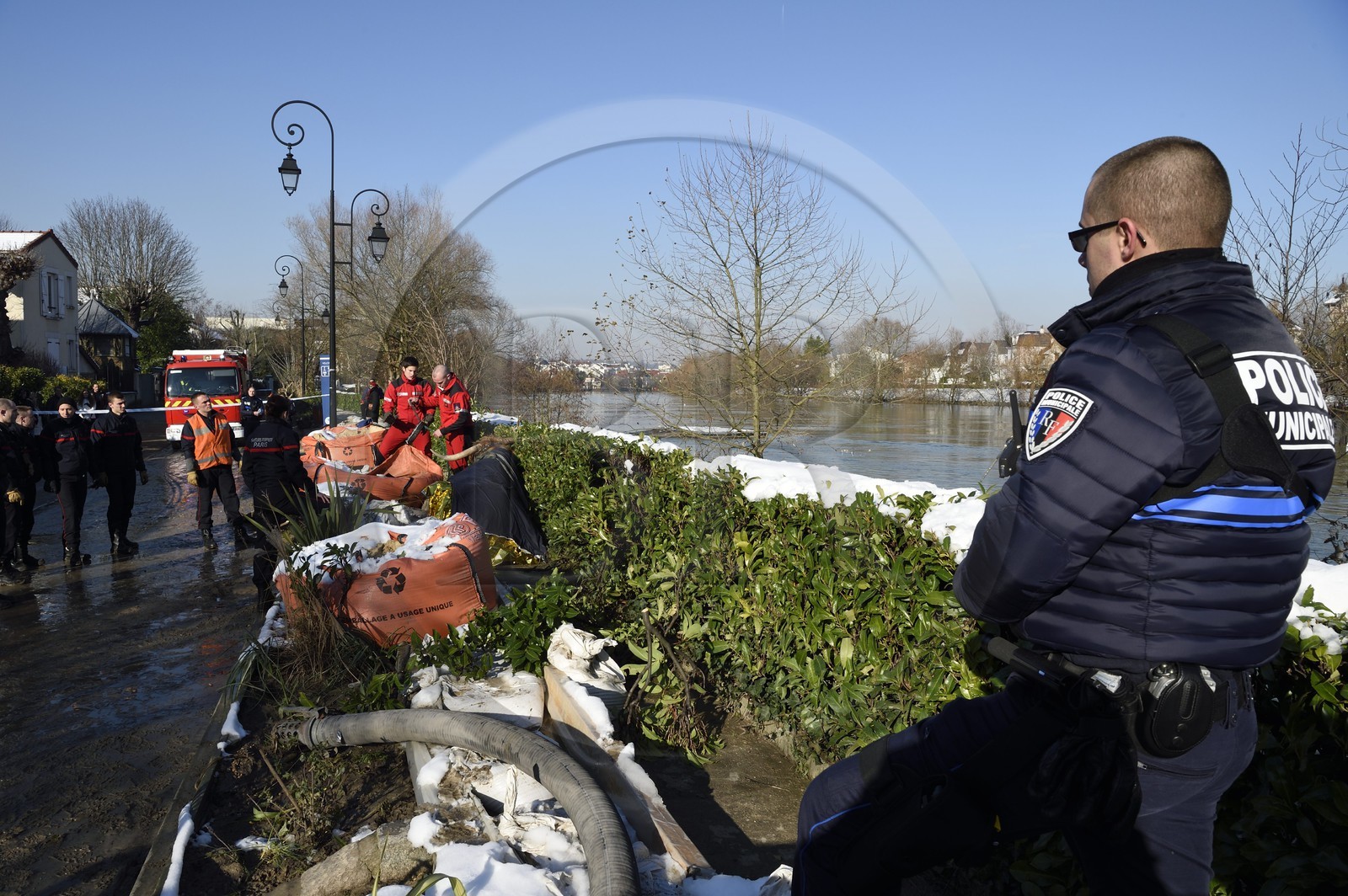 France, Val-de-Marne (94), les bords de Marne, Le Perreux-sur-Marne, une vache de type Highland Cow sauvée de la noyade dans la Marne par les pompiers
