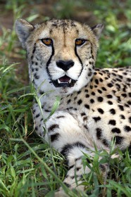 Namibia, Otjiwarongo, Cheetah Conservation Fund, research and education centre, cheetah (Acinonyx jubatus)