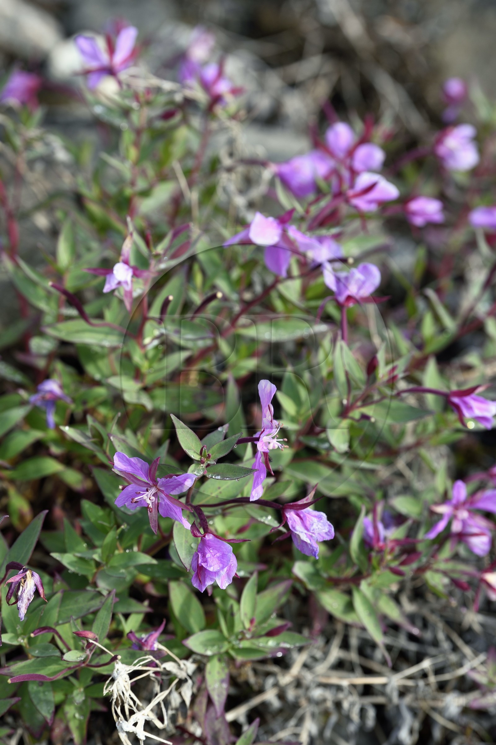 Groenland, cote ouest, Ile de Disko, Qeqertarsuaq, épilobe à feuilles larges (chamerion latifolium), fleur emblématique du pays