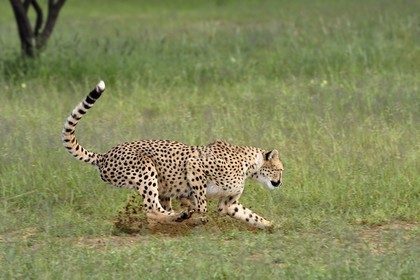 Namibie, Otjiwarongo, Cheetah Conservation Fund, centre de recherche et d'éducation, guépard (Acinonyx jubatus) chassant un leurre pour lui donner de l'exercice et garder la forme