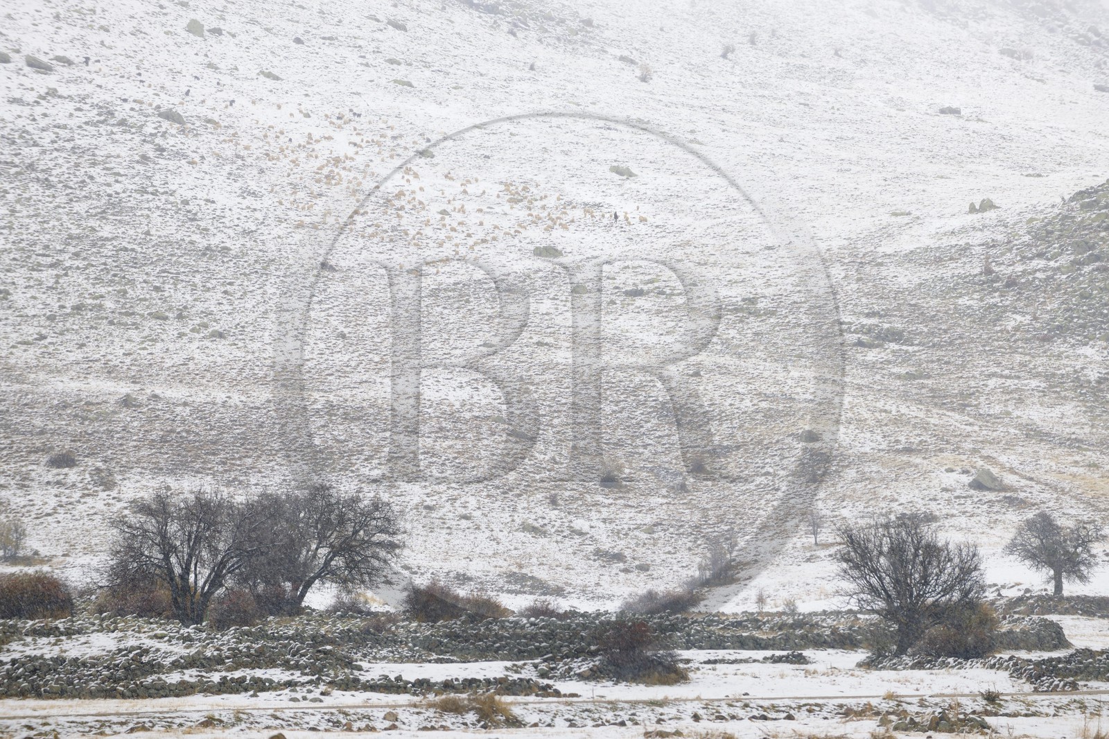 Turkey, Central Anatolia, Aksaray Province, Cappadocia, Guzelyurt, Sheep flock and shepherd under the snow